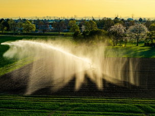 a-field-is-being-irrigated-with-sprinklers-.jpg A field is being irrigated with sprinklers.
